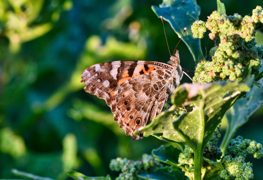Photograph by Manjri Saxena