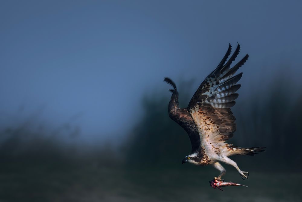 Photograph by Suvendu Bhattacharjee