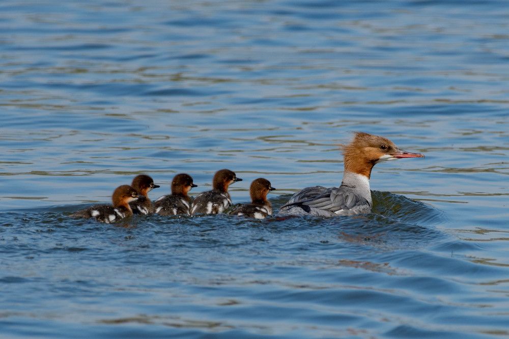 Большой крохаль и птенцы.