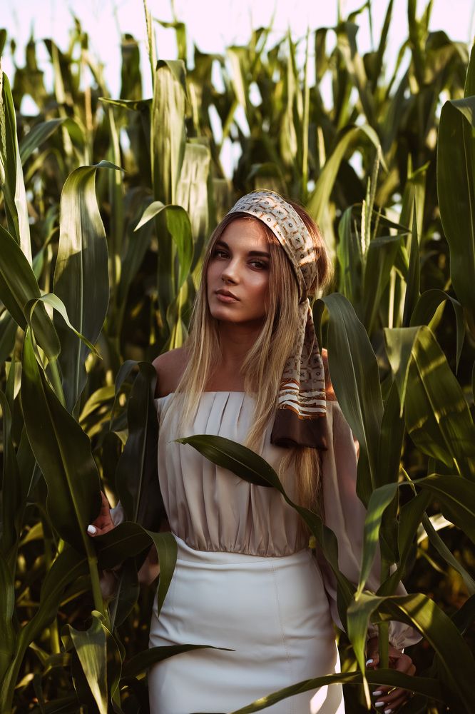 На закате вдоль рядов кукурузы