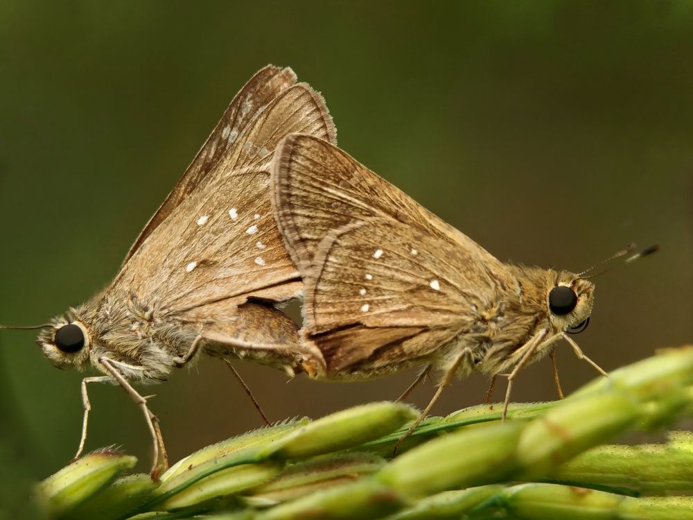 Фотография автора SK Shahbaj Ahmed