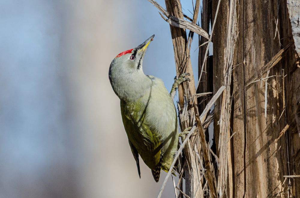 Photograph by Виктор Чернюк