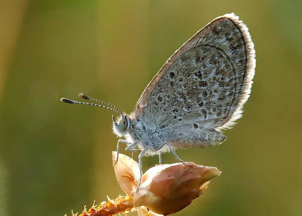 Фотография автора SK Shahbaj Ahmed