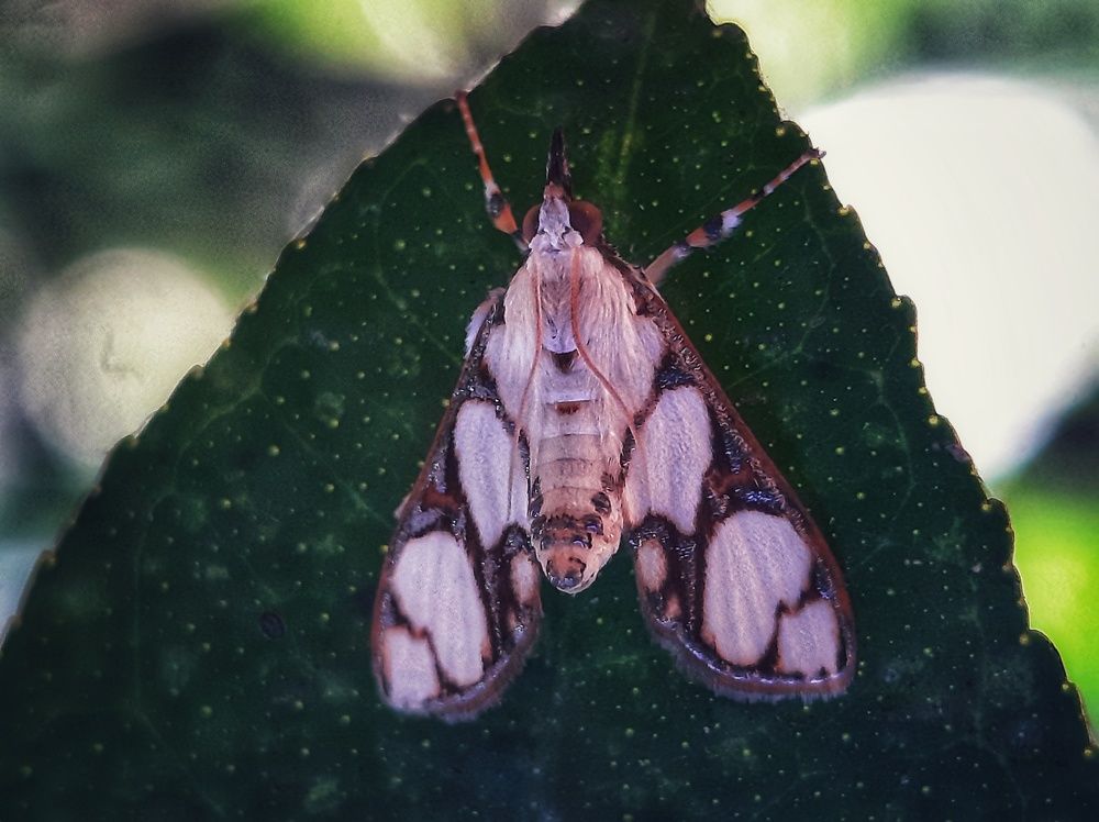 Photograph by SWARUP KR MANDAL