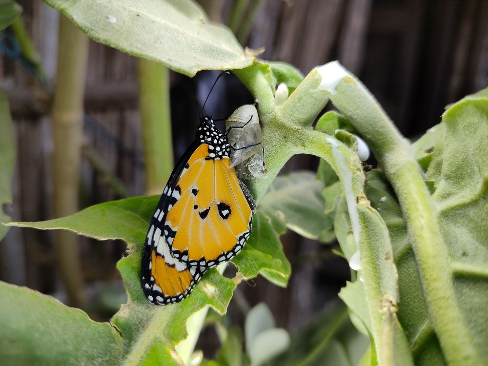 Photograph by SWARUP KR MANDAL