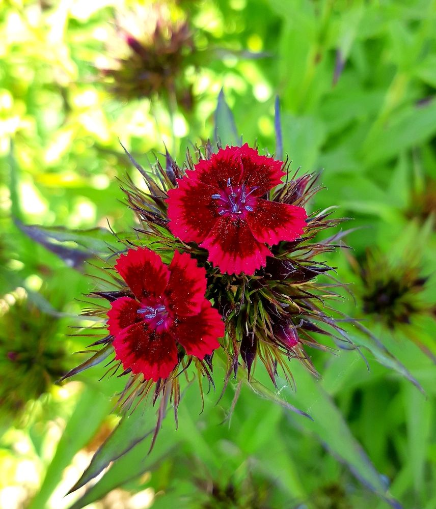 Фотография автора Ирина Лукьянчик