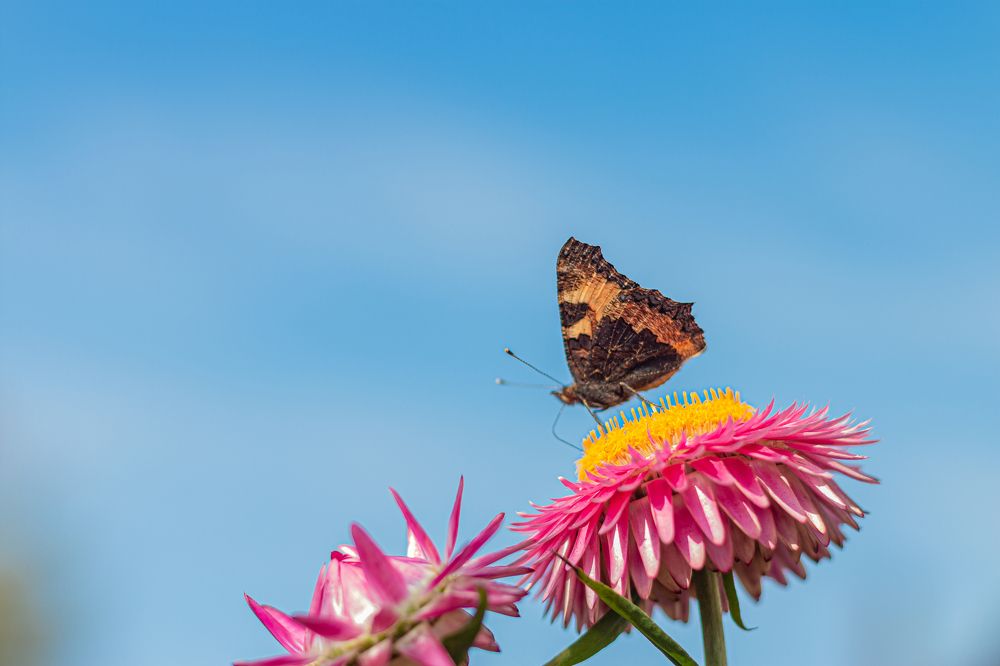 Photograph by Natalya KHMELINSKAIA