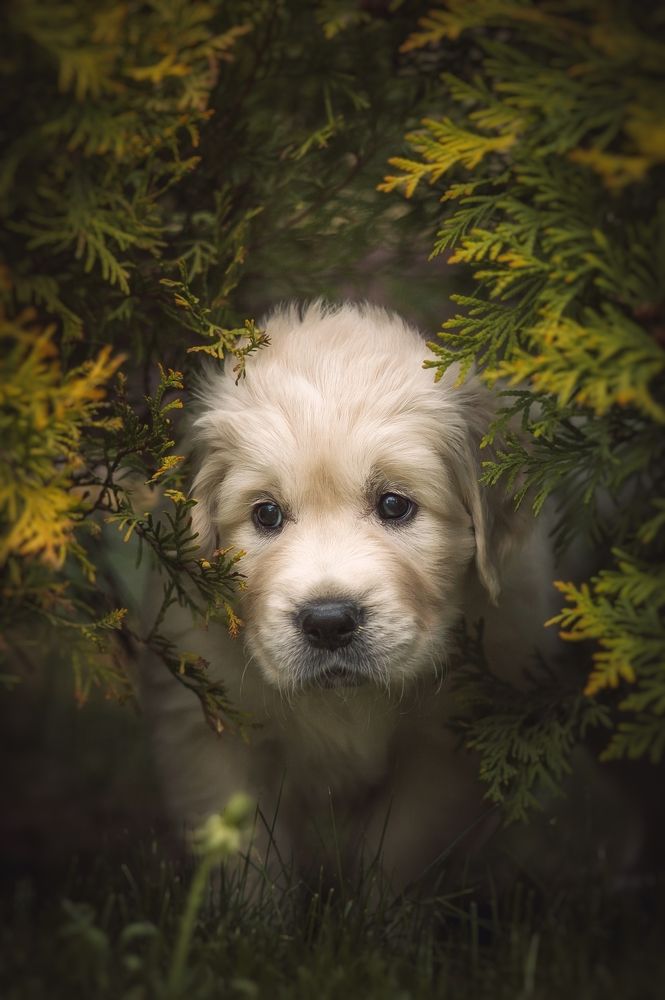 Photograph by Елена Раздвилова