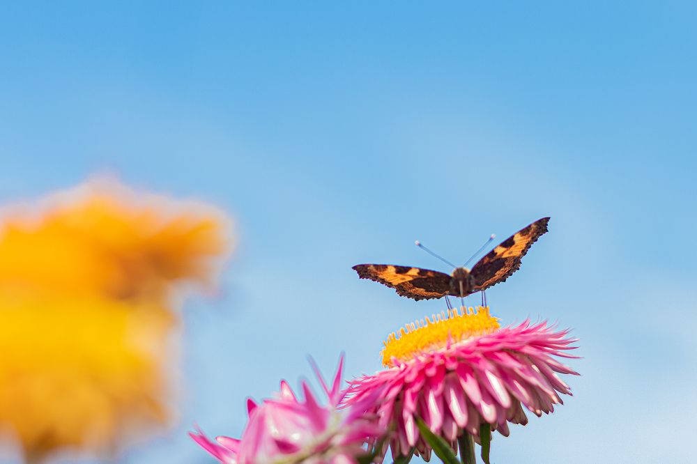 Photograph by Natalya KHMELINSKAIA