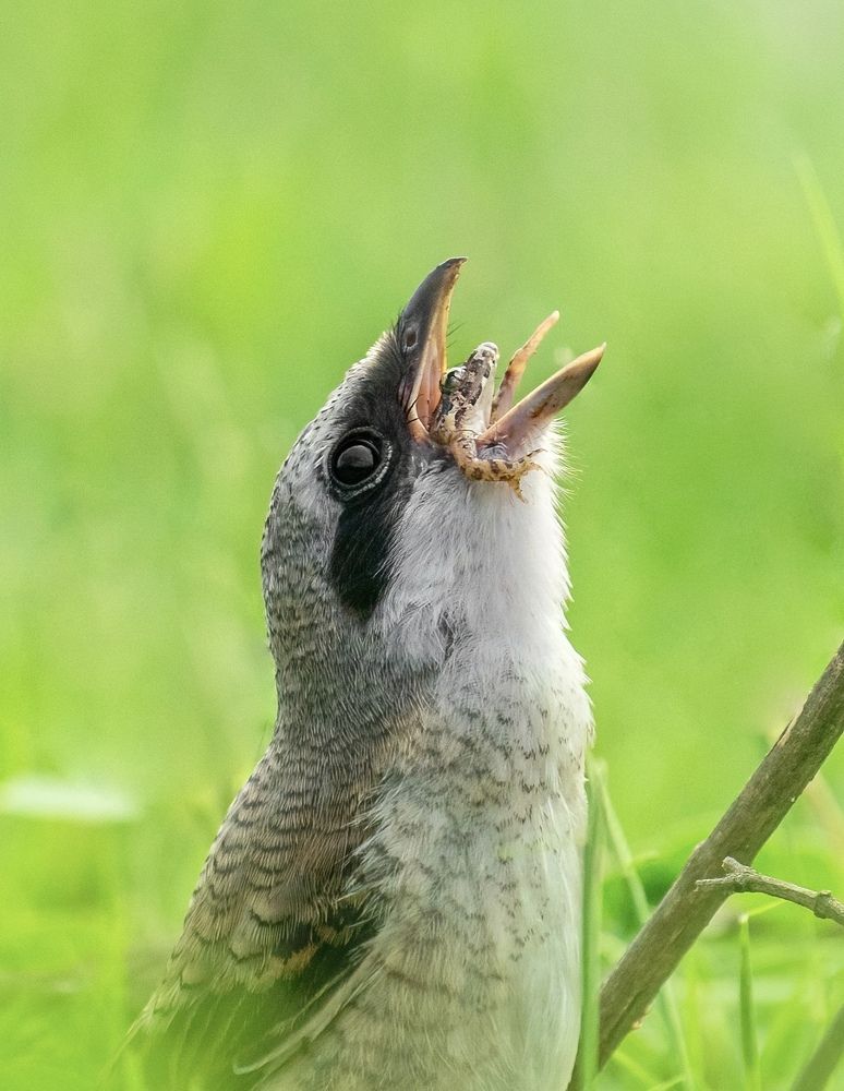 Photograph by Arun Prakash