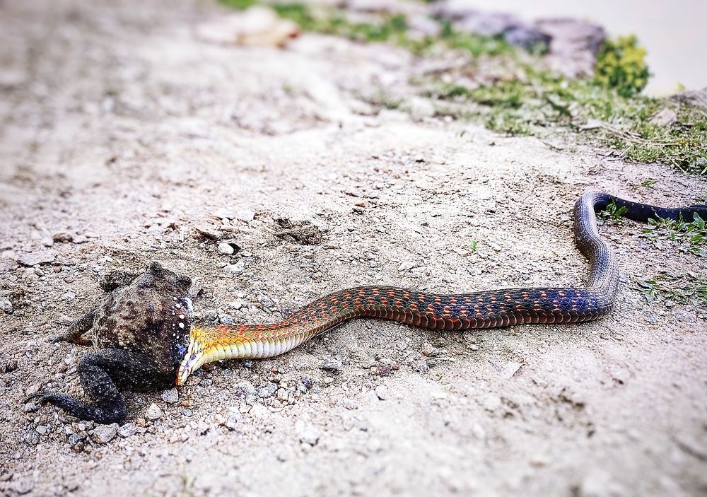 Фотография автора James Timsena