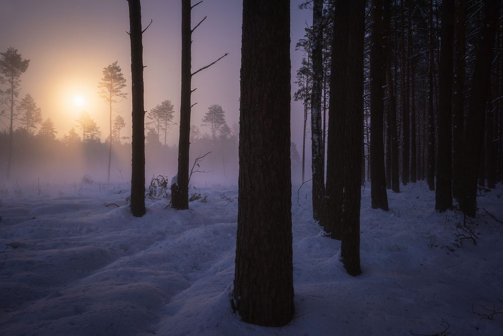 По лесной дороге