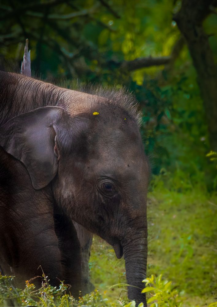 Photograph by Jeyanayagam Jeyathees