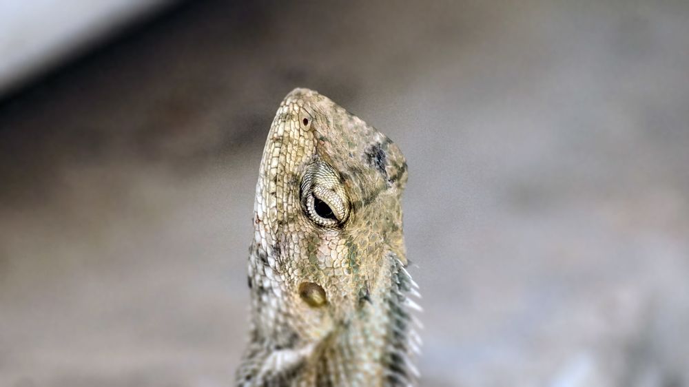 Фотография автора savitri Rawat