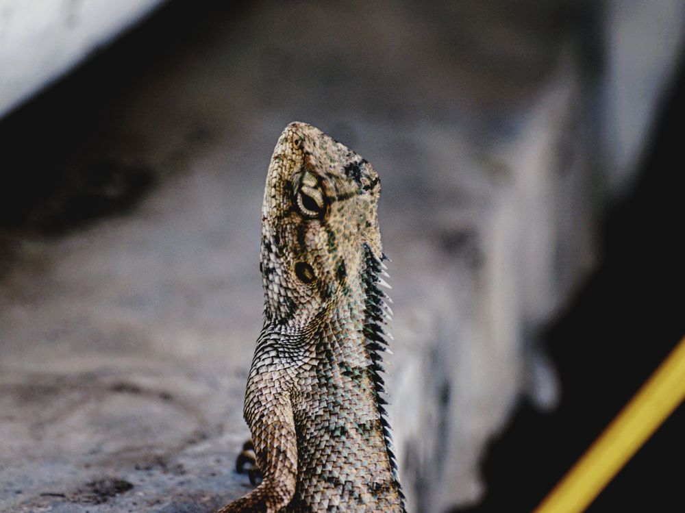 Фотография автора savitri Rawat