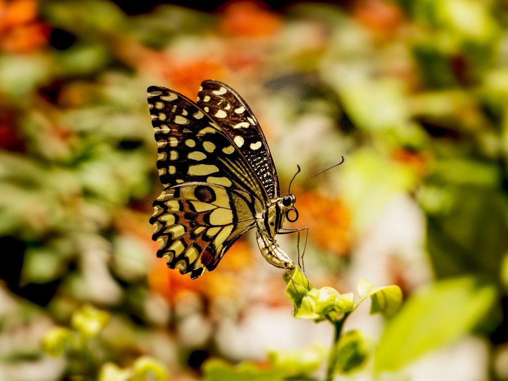 Фотография автора savitri Rawat