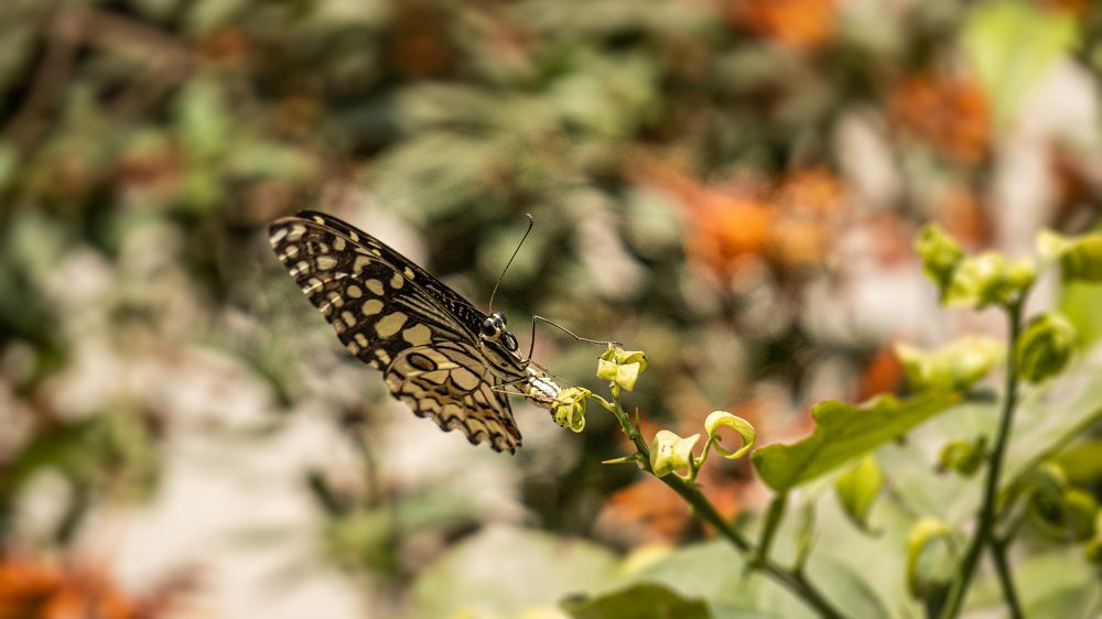 Фотография автора savitri Rawat