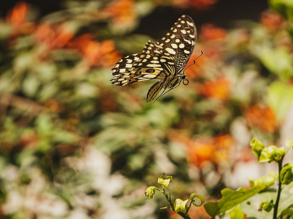 Фотография автора savitri Rawat