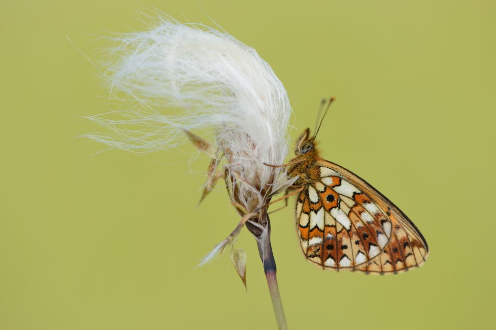 Photograph by ruurd visser