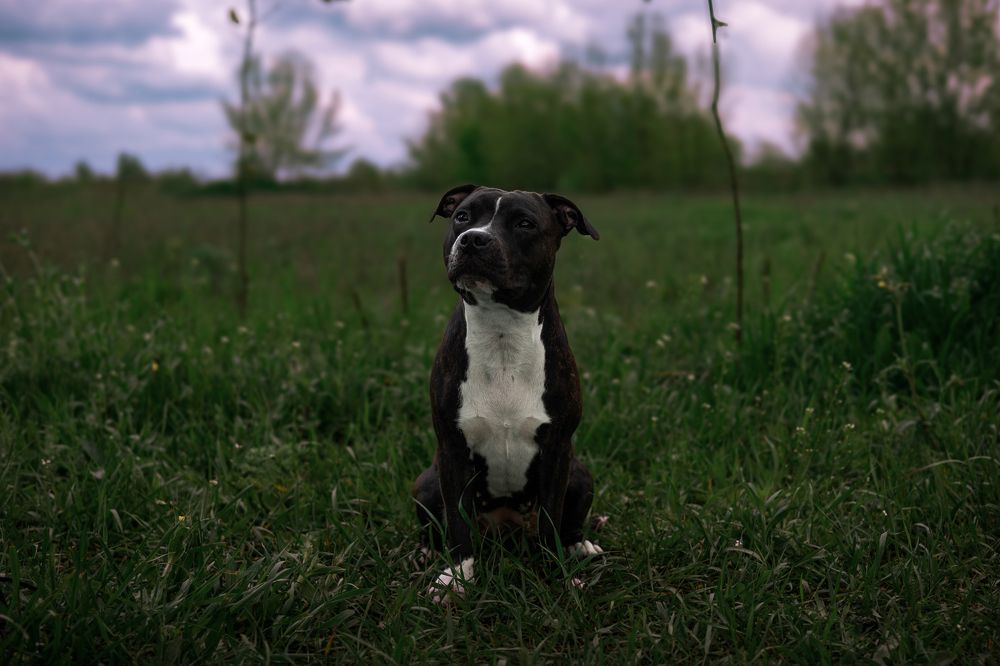 Фотография автора Нино Елисеева