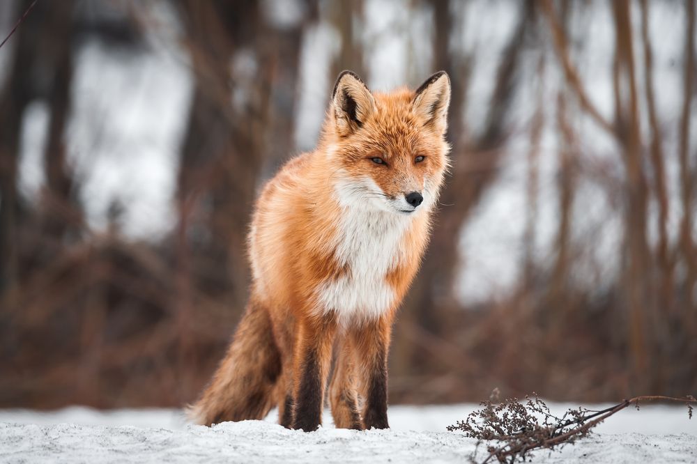 Photograph by Евгений Житников