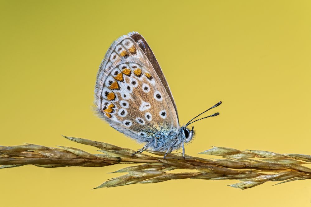 Portrait of a common blue