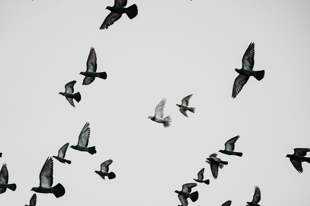 Photograph by Abhishek pj