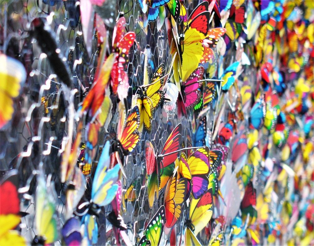 Фотография автора Ася Бабушкина