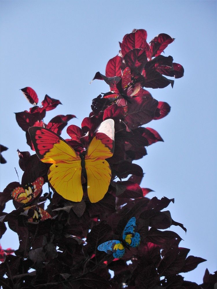 Фотография автора Ася Бабушкина