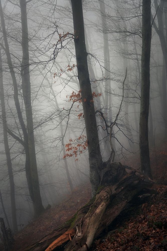 Photograph by Васин Сергей