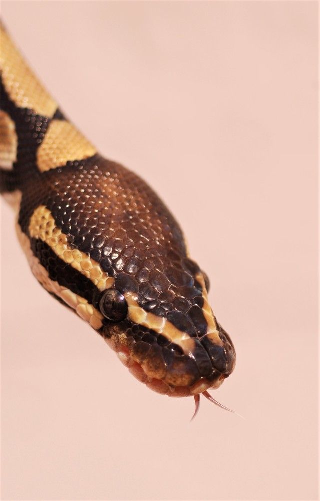 Фотография автора Ася Бабушкина