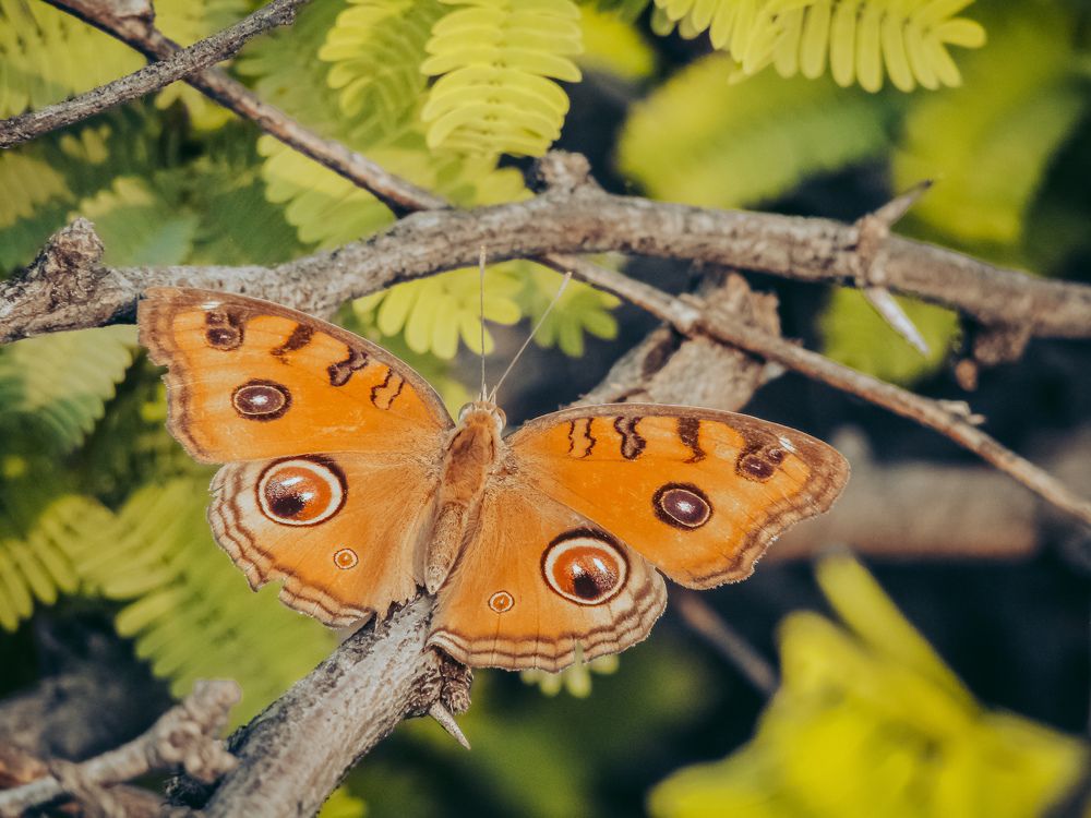 Фотография автора Furqan Hadier