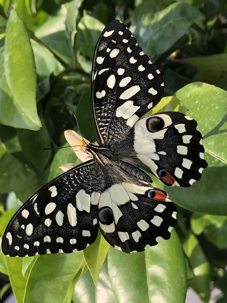 Papilio Demoleus