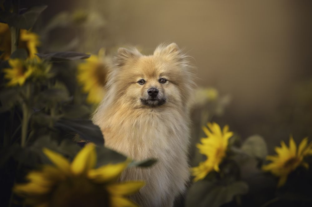 Photograph by Deise de Oliveira