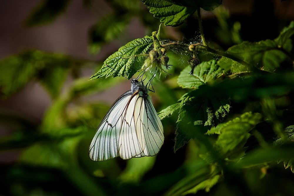Photograph by Сергей Лисов