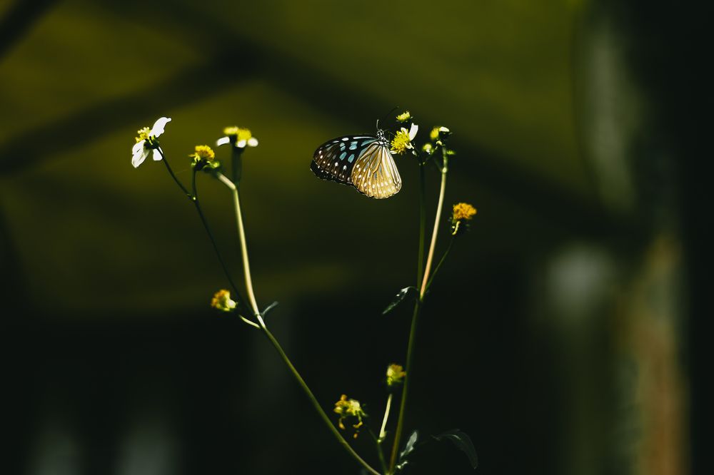 Butterfly