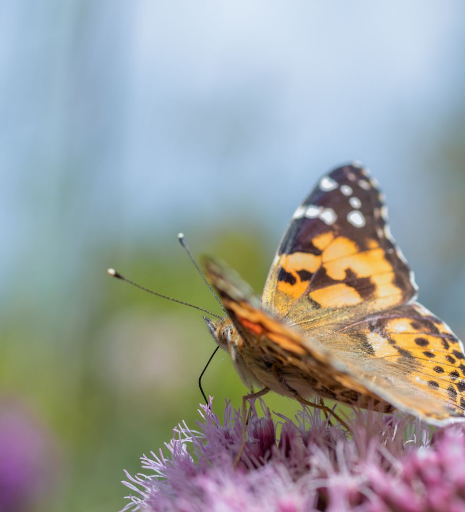 Фотография автора Alexander Pakhomov