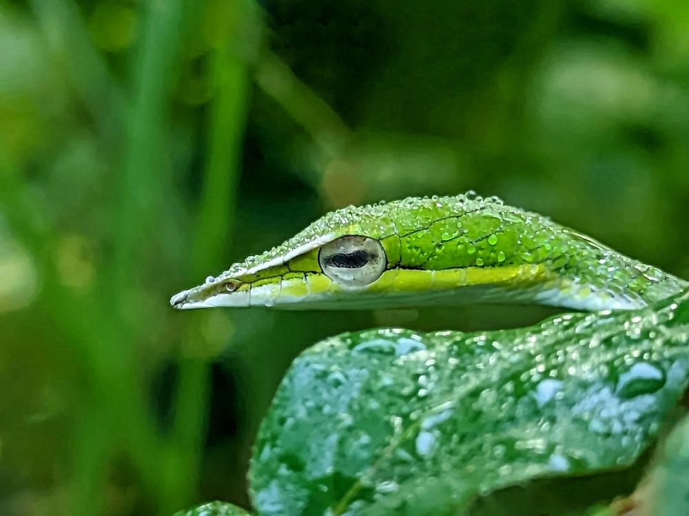 Photograph by Yernaidu Nelipudi