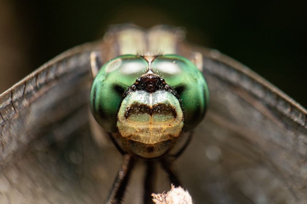 Photograph by Tharindu Gunarathna