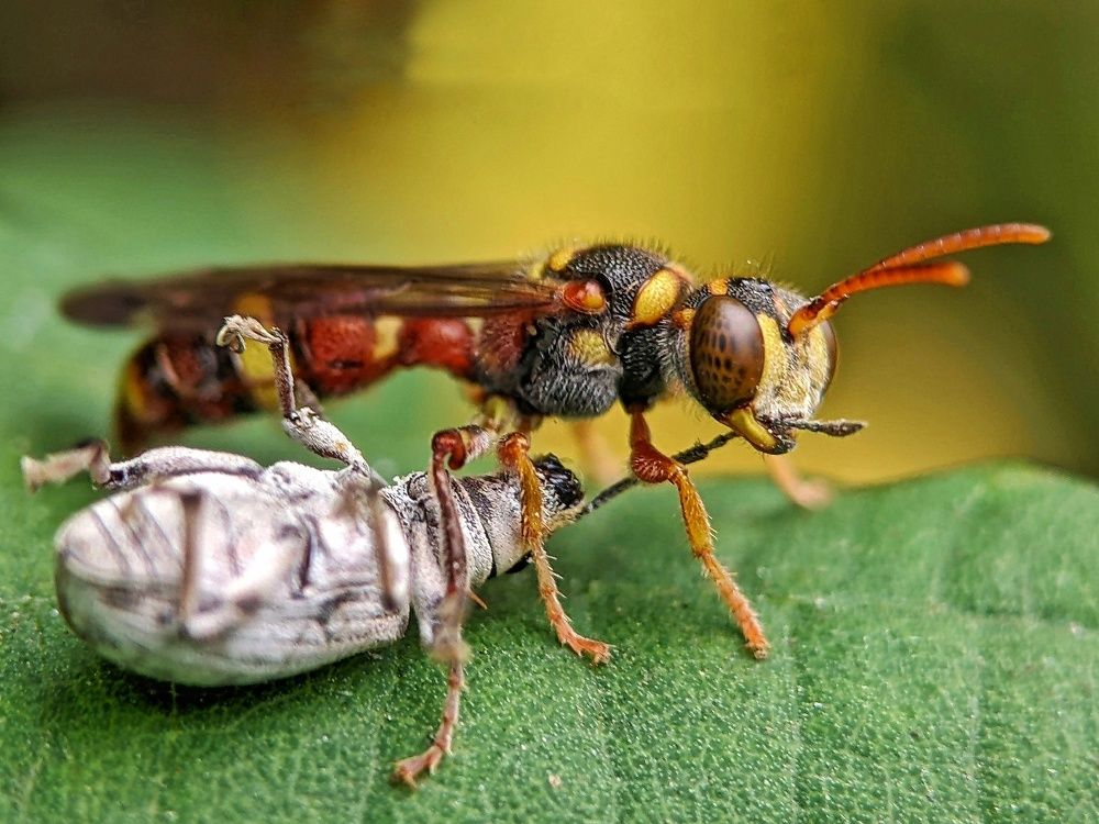 Photograph by Yernaidu Nelipudi