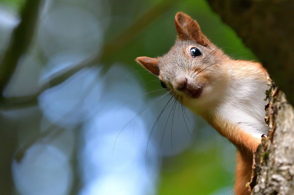 Photograph by Корнейчук Игорь