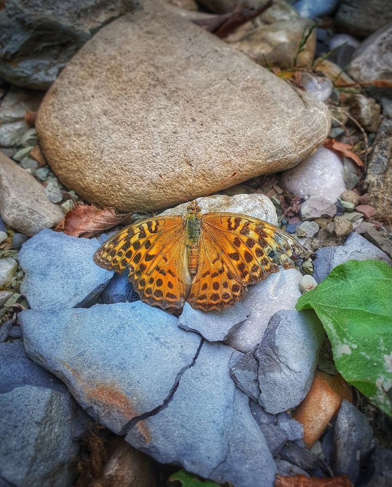 Лесная красавица