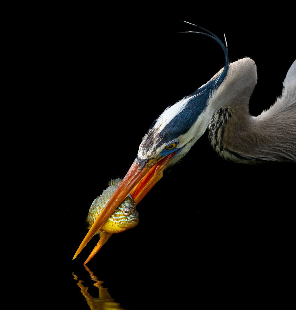 Photograph by Curt Lundeen