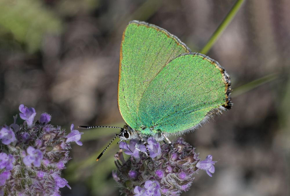 Photograph by Stamen Sotirov