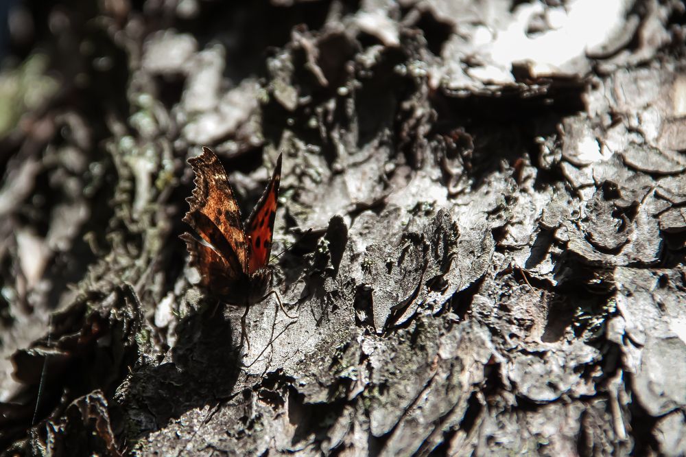 Photograph by Денис Бутин