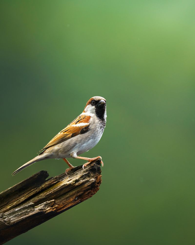 Photograph by Vishnu Melathil