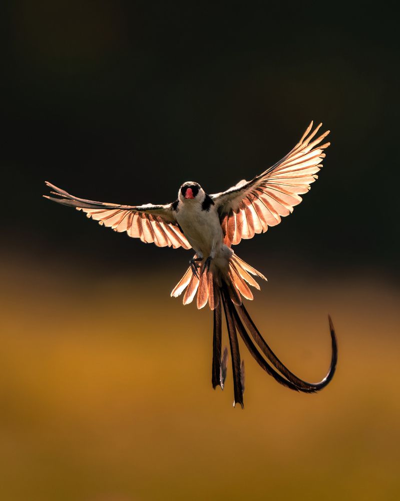 Photograph by Zhi Heng Lee