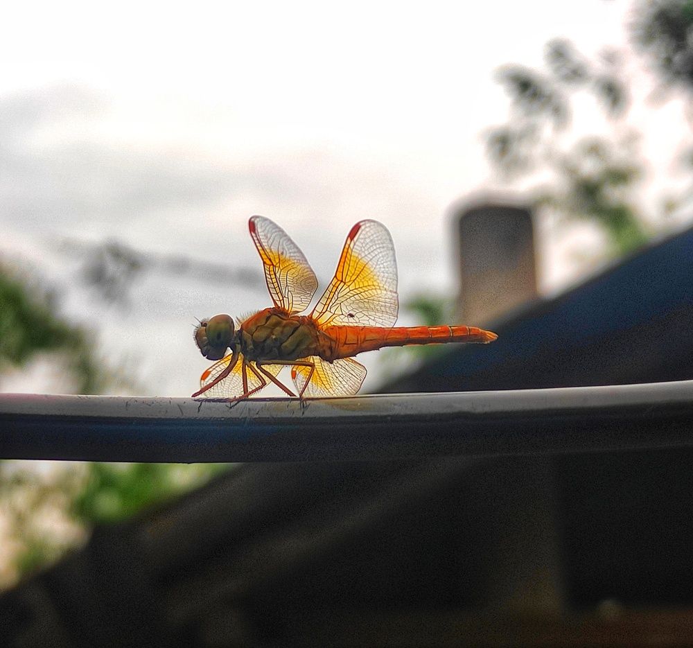 Dragonfly