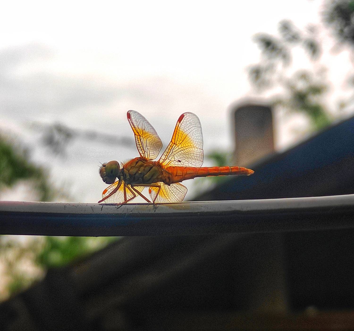 Dragonfly