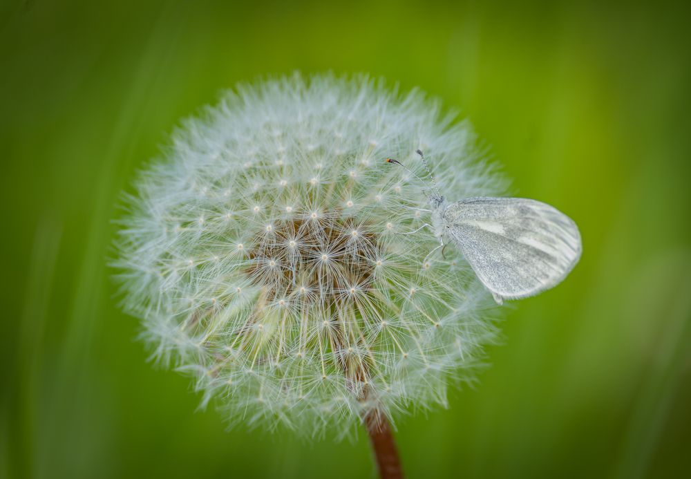 Фотография автора Оксана Белозерская